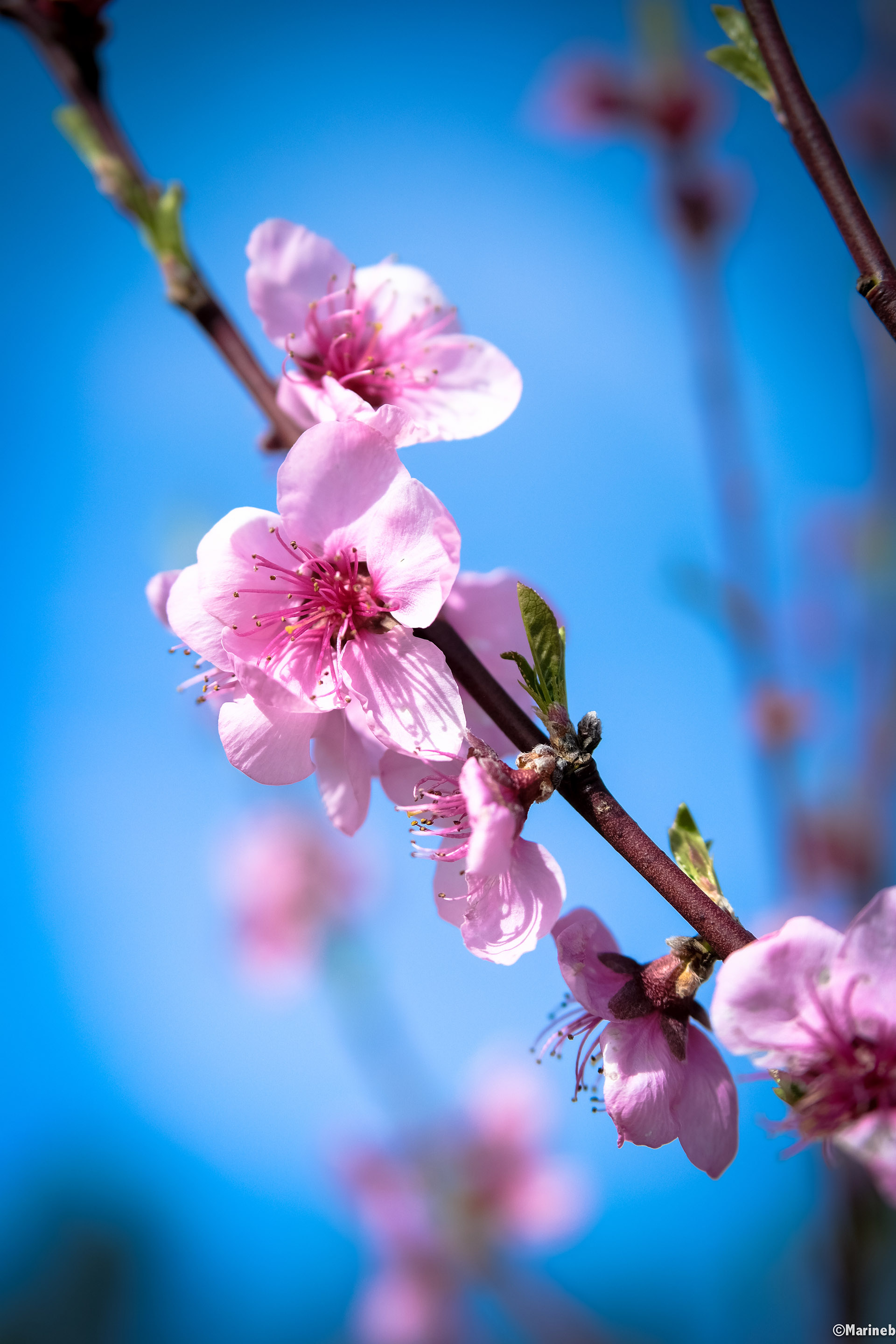 Fleurs Fleurs